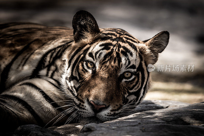 ranthambore wild male tiger Fine image portrait of wild male bengal tiger extreme close with eye contact at ranthambore national park or tiger reserve rajasthan india - panthera tigris(印度拉贾斯坦邦